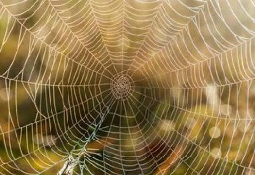 dust cobwebs