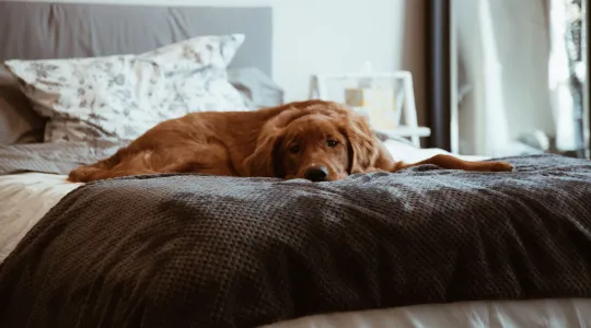 Lint brush cleaning pet hair