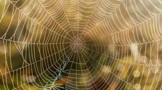 dust cobwebs