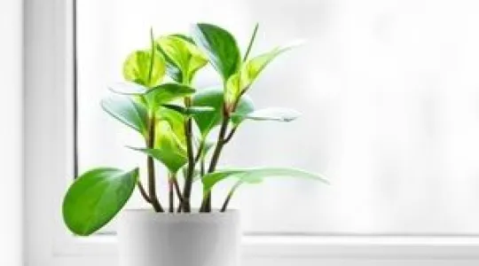 Plant on windowsill