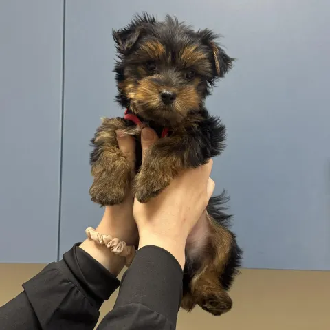 Brown/black puppy