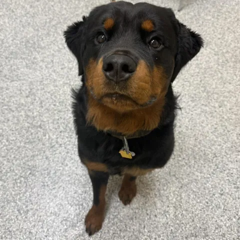 Brown/black dog