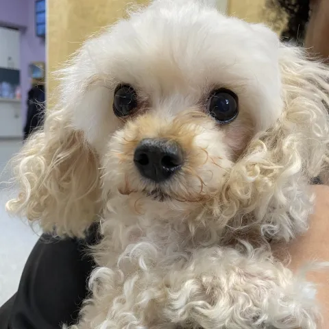 White poodle