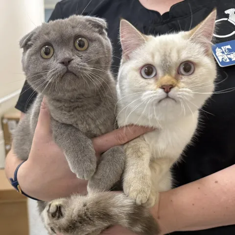 2 cats