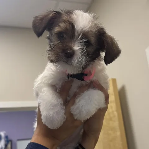 White and black dog