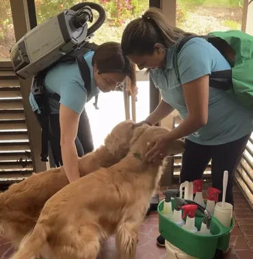merry maids and golden retrievers